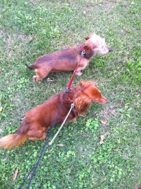 two small dogs walking
