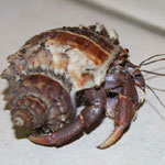 Photograph of a hermit crab provided by Jennifer Triplett